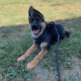German Shepherd Puppies from Ewig Krieger Kennels