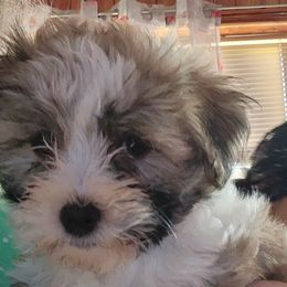 Havanese from Bouncy Bubbly Havanese