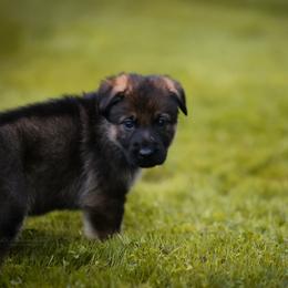 Pink collar - Sable female German Shepherd puppy in Prospect, Connecticut from Di Massimo Canile