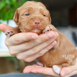 Honeycomb - Red  female Goldendoodle puppy in Salado, Texas from Red Ranch Dogs
