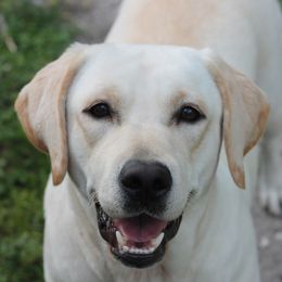 Snow - Labrador Retriever