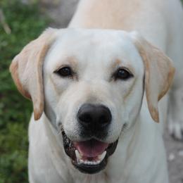 Snow - Labrador Retriever