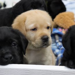 Labrador Retriever Puppies from Ashland Labradors