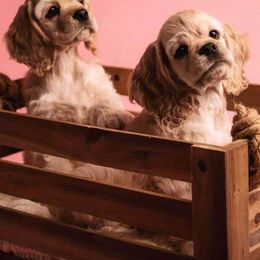 Cocker Spaniel Puppies from Hallmark Cocker Spaniels