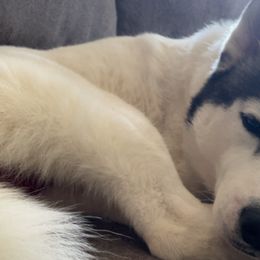 Siberian Huskies from Curatolo Kennels