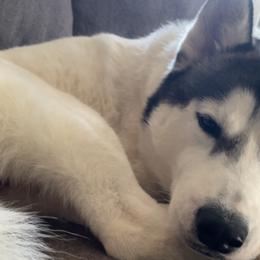 Siberian Huskies from Curatolo Kennels