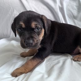 Catahoula Leopard Dog Puppies from Cottonwood Creek Catahoula’s