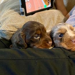 Dachshund Puppies from Lakeview Dachshunds