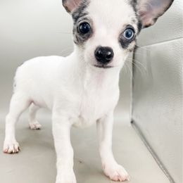 Girl 1 - Merle female Chihuahua puppy in Westport, New York from Chantilly chihuahuas
