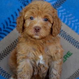 Male 1 of 5 - Apricot male Goldendoodle puppy in Macedon, New York from Toodles Goldendoodles