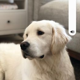 Cavapoo, Goldendoodle, and Golden Retriever Puppies from SoléLuna Golden Retrievers