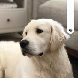 Cavapoo, Goldendoodle, and Golden Retriever Puppies from SoléLuna Golden Retrievers