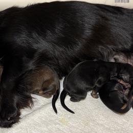 Boy 1 - male Dachshund puppy in Rhode Island from FOSTERS FRENCHIES and DACHSHUNDS