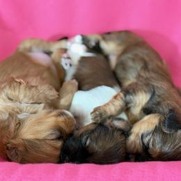Girls - 3 girls in the litter - Red female Havanese puppy in Hillsboro, Virginia from Bella Dulce