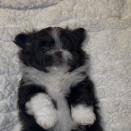 Yorkshire Terrier Puppies from Buddy’s yorkies