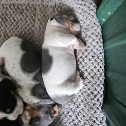 Girl 3 - Piebald female Dachshund puppy in Marengo, Indiana from Norman's Mini Doxies