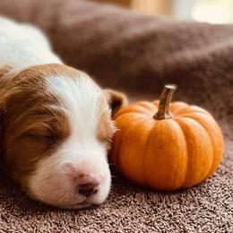 Woodrow - Blenheim male Cavapoo puppy in Miami, Oklahoma from BriarCreek Cavapoos