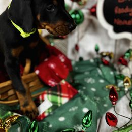 Huxley - Black and rust male Doberman Pinscher puppy in Aredale, Iowa from Royal Dynasty Dobermann Kennel