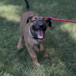 Belgian Malinois Puppies from Lion and The Lamb Kennel