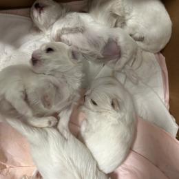 Maltese Puppies from Regal Maltese