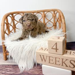 Haiti - Merle male Goldendoodle puppy in from Pink Poodles and Doodles