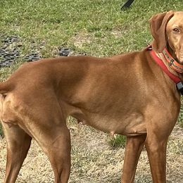 Vizsla puppies from Paula's South Bama Vizslas