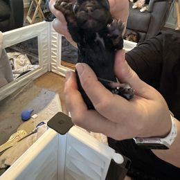 Pink collar - Black and tan female English Toy Spaniel puppy in Pennsylvania from Enchanting Charlies