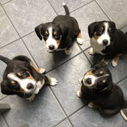 Entlebucher Mountain Dog Puppies from Excel-Entlebuchers