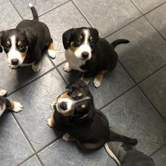 Entlebucher Mountain Dog Puppies from Excel-Entlebuchers