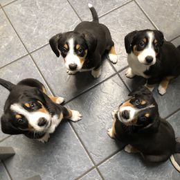 Entlebucher Mountain Dog Puppies from Excel-Entlebuchers