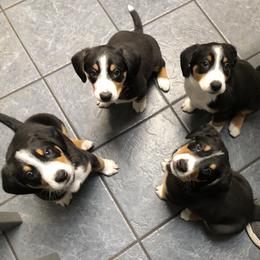 Entlebucher Mountain Dog Puppies from Excel-Entlebuchers