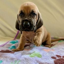 Boy 7 - Red male Bloodhound puppy in Paoli, Indiana from Houndsarunning Bloodhounds