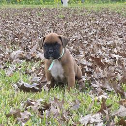 Miss Minty - Fawn female Boxer puppy in Prairieville, Louisiana from Puppy Patch