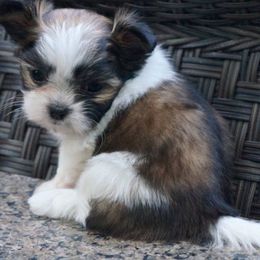 Mi-Ki Puppies from Rare Gem Mi-Ki’s LTD