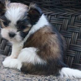 Mi-Ki Puppies from Rare Gem Mi-Ki’s LTD