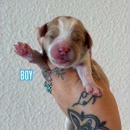 Boy 2 - Cream male Australian Labradoodle puppy in Valley Springs, California from Blue Denim Doodles