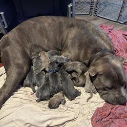 Cane Corso Puppies from 336 Cane Corso