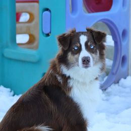 Sadie - Miniature Australian Shepherd