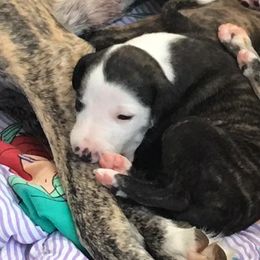 Whippet Puppies from Aristaios Farms