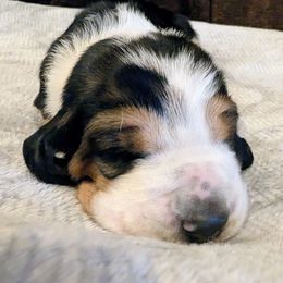 Andy- Dark Blue - Black white and tan male Basset Hound puppy in Duchesne, Utah from HI Desert Hounds