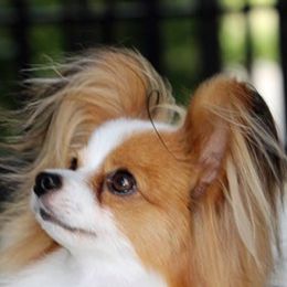 Papillons from Blazen Papillons