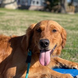 Remy - Golden Retriever