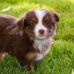 Miniature American Shepherd and Miniature Australian Shepherd Puppies from Bellewynd Acres