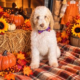 Magnolia - Apricot female Goldendoodle puppy in Sanderson, Florida from Serenity Goldendoodles