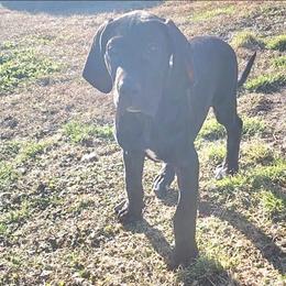 Jodie - Black female Great Dane puppy in Walker, Louisiana from La Rebel Danes