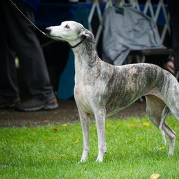 Saluki and Whippet All Grown Up from Aeolus Salukis & Whippets