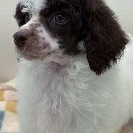 Pony - Parti female Poodle puppy in Wheatland, California from Sapphire Ridge Poodles