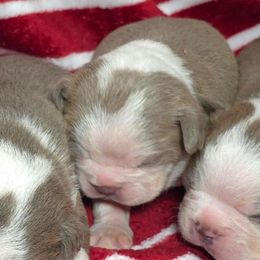 Indy - Lilac female Boston Terrier puppy in Millers Creek, North Carolina from Tumbling Shoals Hilltop Bostons