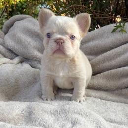 Pearl - White female French Bulldog puppy in Puyallup, Washington from Frenchie Frenzzie Fluffy French Bulldogs