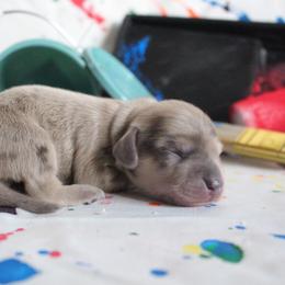 Benjamin - Blue and cream male Dachshund puppy in Pace, Florida from Shoebox Doxie’s
